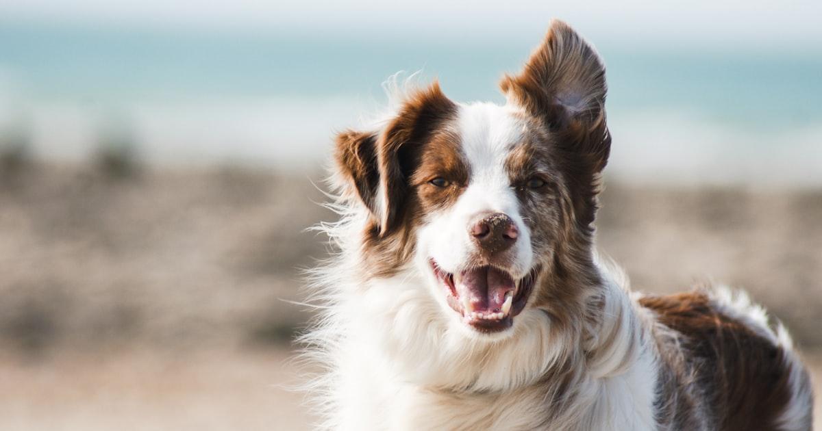 The Farmer's Dog Has Zero Presence in a $3.56B Market — Here's the Margin Math